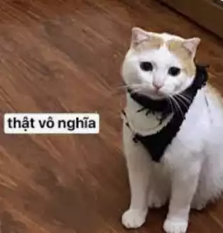 Product image - SP có 1 mẫu mã