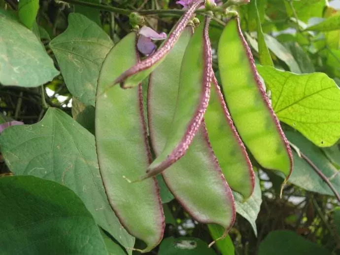 Product image - B58 - Hạt giống Đậu Ván F1