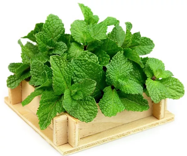 Product image - E02 - Hạt giống Húng Bạc Hà