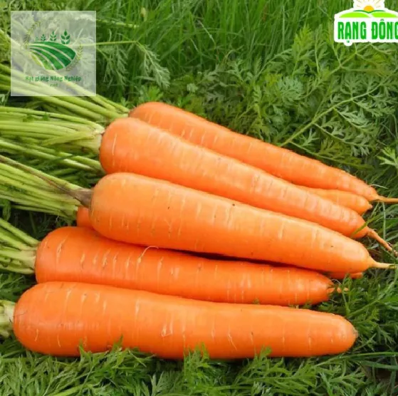 Product image - C01 - Hạt giống Cà Rốt F1