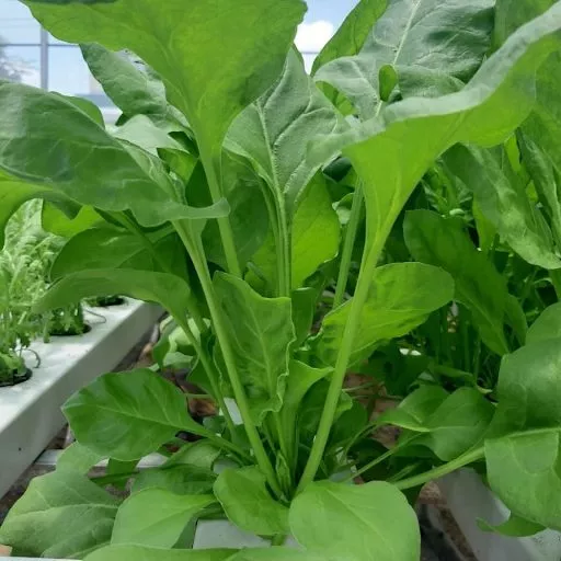 Product image - A18 - Hạt giống Cải Bó Xôi F1 Turkana