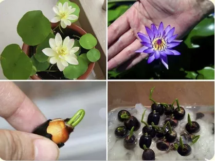 TỶ LỆ NẢY MẦM CAO, PHÁT TRIỂN NHANH, TRỒNG QUANH NĂM