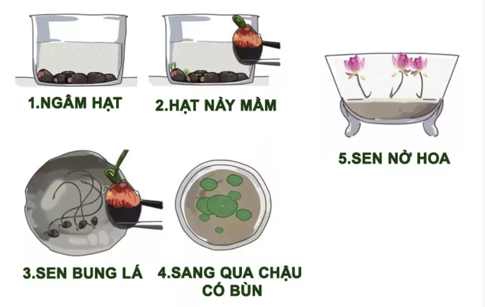 HOA NỞ QUANH NĂM CỰC KỲ DỄ TRỒNG