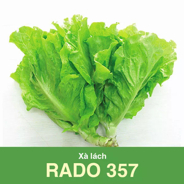 Product image - A38 - Hạt giống Xà Lách F1