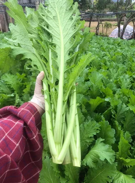 Product image - A20 - Hạt giống Cải Mèo ngọt Hà Giang