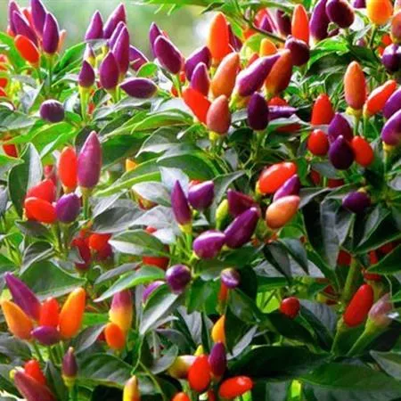 Product image - B65 - Hạt giống Ớt Ngũ Sắc F1