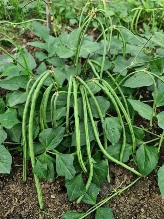 Product image - B59 - Hạt giống Đậu Đũa Ngọt Bụi