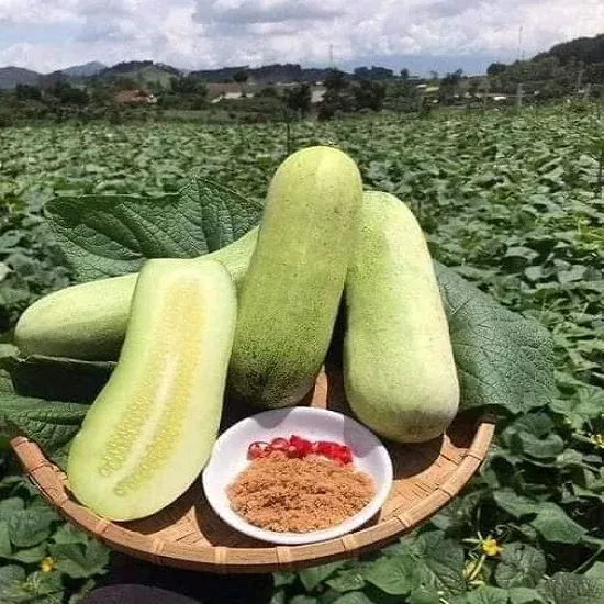 Product image - B45 - Hạt giống Dưa Mèo Chịu Nhiệt F1