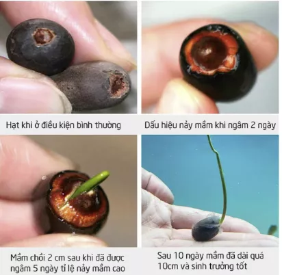 TỶ LỆ NẢY MẦM CAO, PHÁT TRIỂN NHANH, TRỒNG QUANH NĂM