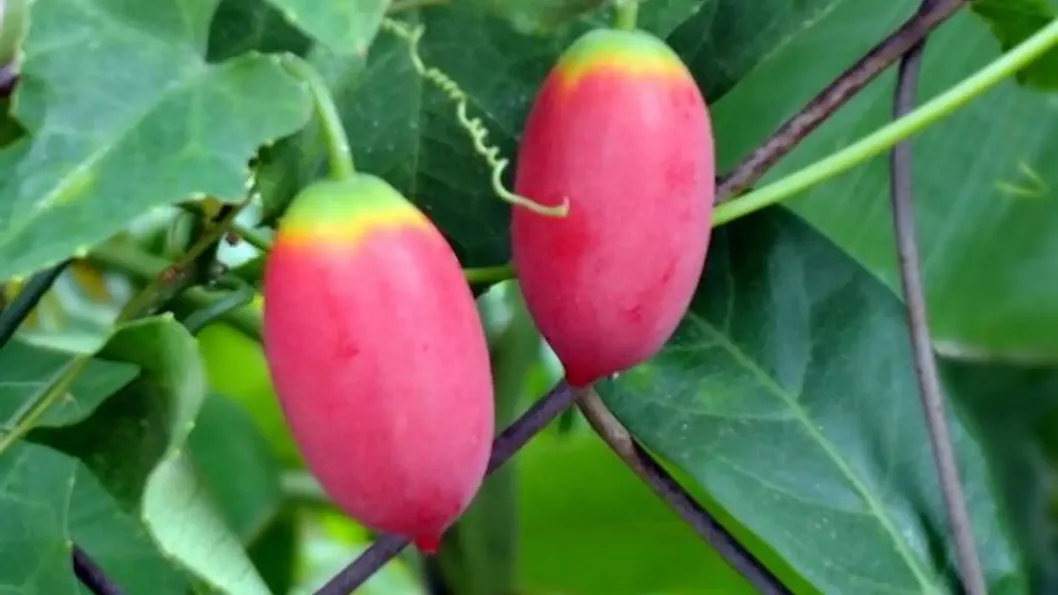 Product image - G26 - Hạt giống Bình Bát Dây F1