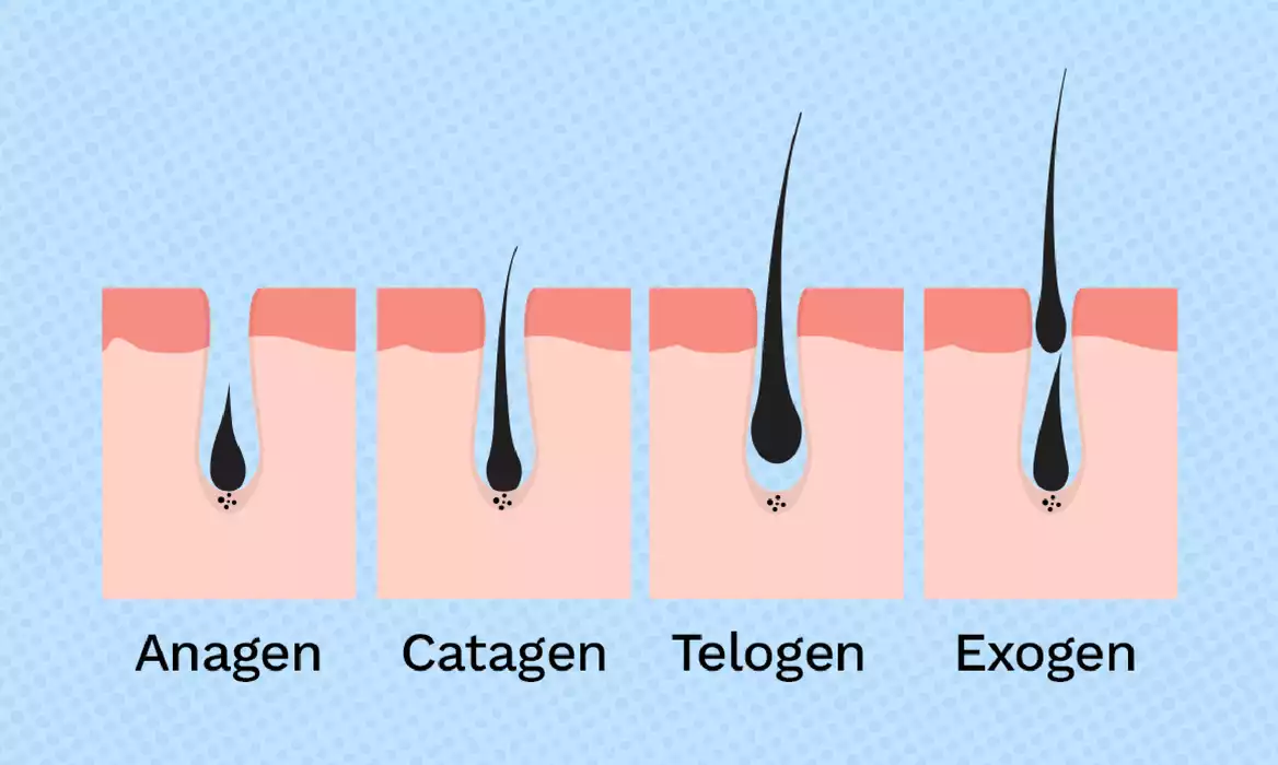 Chu kỳ mọc tóc: Hiểu để chăm sóc tóc đúng cách và hiệu quả