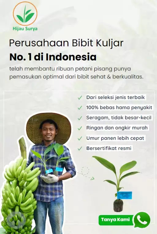 Bibit Pisang Jumbo Sang Mulyo Fhia 17 Hijau Surya