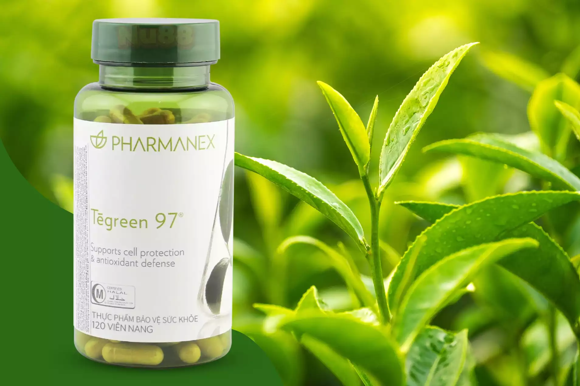 Mua Trà Xanh Tegreen 97 Nuskin Chính Hãng Giá Rẻ