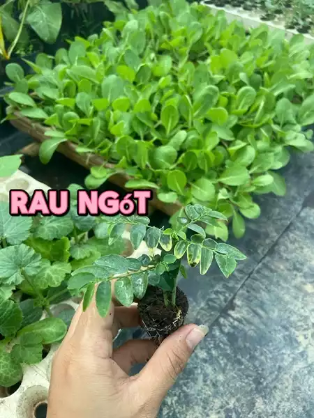 Combo 10 cây giống Rau ngót | Landfarm