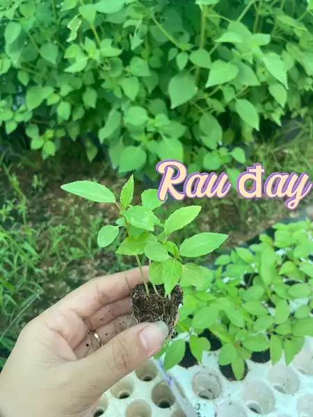 Cay Rau Ria Combo 10 cây giống Rau đay | Landfarm