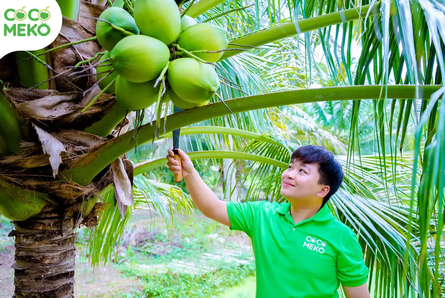 DIAMOND CUT YOUNG COCONUT