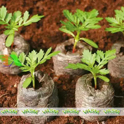 pcs Cocopeat pellets