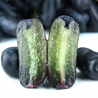 Pokok Anggur Sweet Sapphire