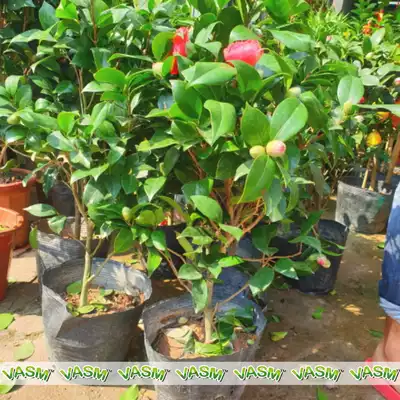 pokok camellia