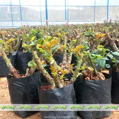 pokok Rose akar lama
