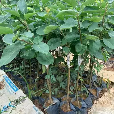 pokok pear