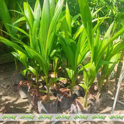 pokok Kelapa