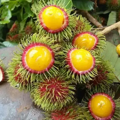 pokok rambutan