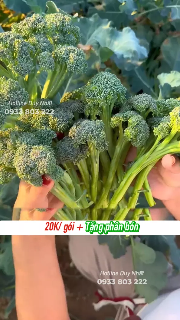 Product image - A49 - Hạt giống Súp Lơ Baby F1 Mix màu (Xanh Tím)