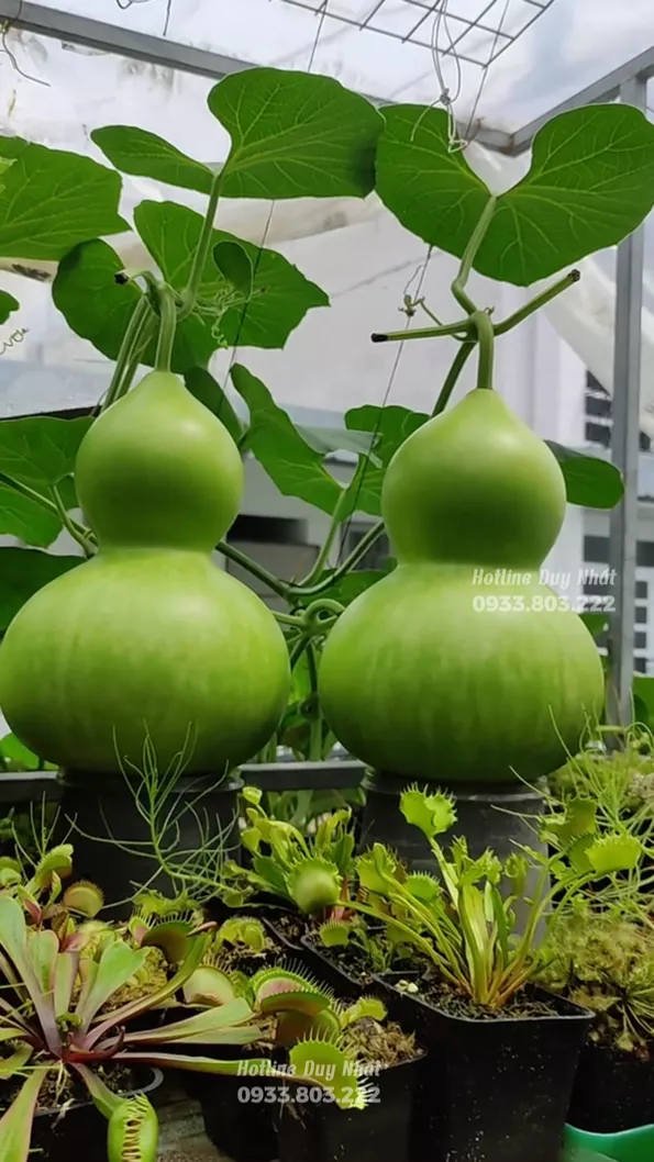 Product image - B85 - Hạt giống Bầu Hồ Lô Khổng Lồ F1