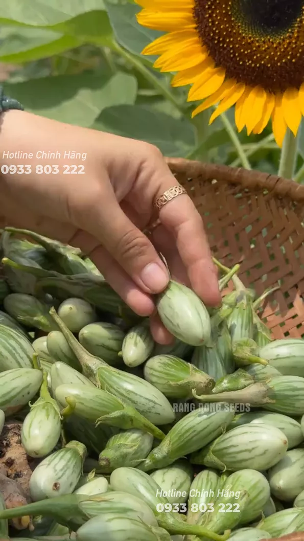 Product image - B80 - Hạt giống Cà Dừa F1