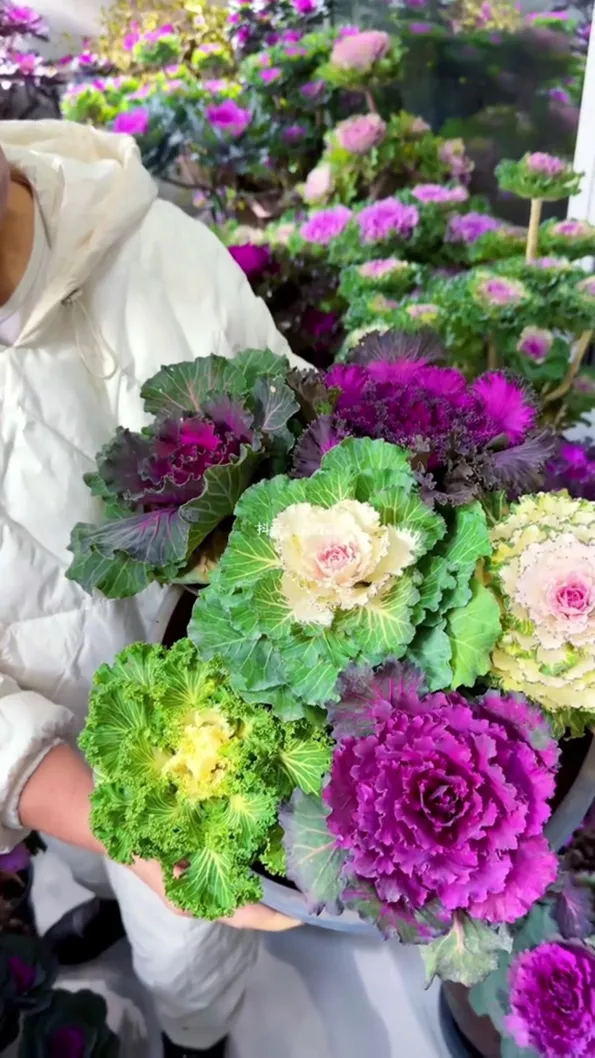 Product image - A52 - Hạt giống Bắp Cải Hoa Hồng F1