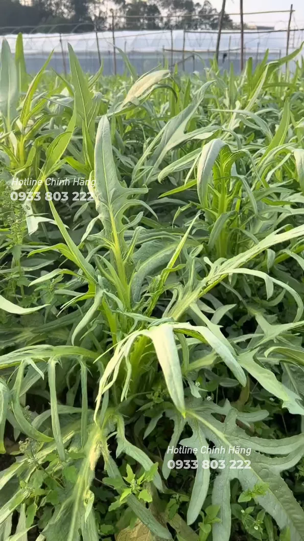 Product image - G24 - Hạt giống Bồ Công Anh Ngọt Lá Xẻ F1 (Rau Nhíp Ngọt)