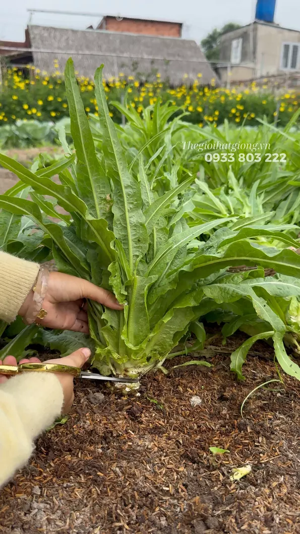 Product image - A28 - Hạt giống Rau Diếp Thơm - Tiến Vua F1