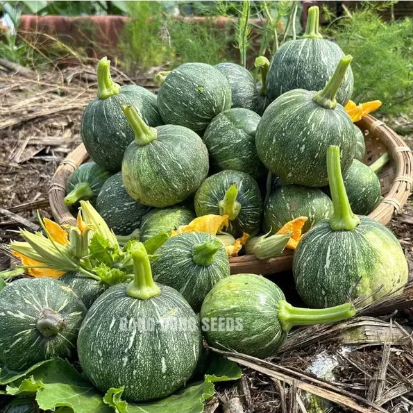 Product image - B19 - Hạt giống Bí Đỏ BaBy F1