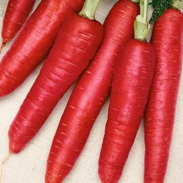 Product image - C02 - Hạt giống Cà Rốt Đỏ F1