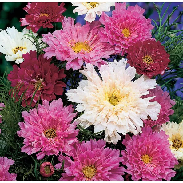 Product image - H20 - Hạt giống hoa Sao Nhái F1 Cánh Kép (Mix Nhiều Màu)