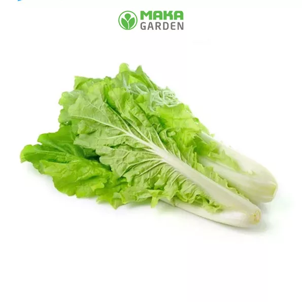 Product image - A19 - Hạt giống Cải Bẹ Dún F1