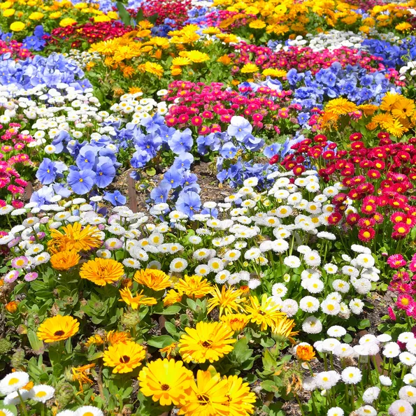 Product image - H06 - Hạt giống Mix 36 Loại Hoa siêu đẹp