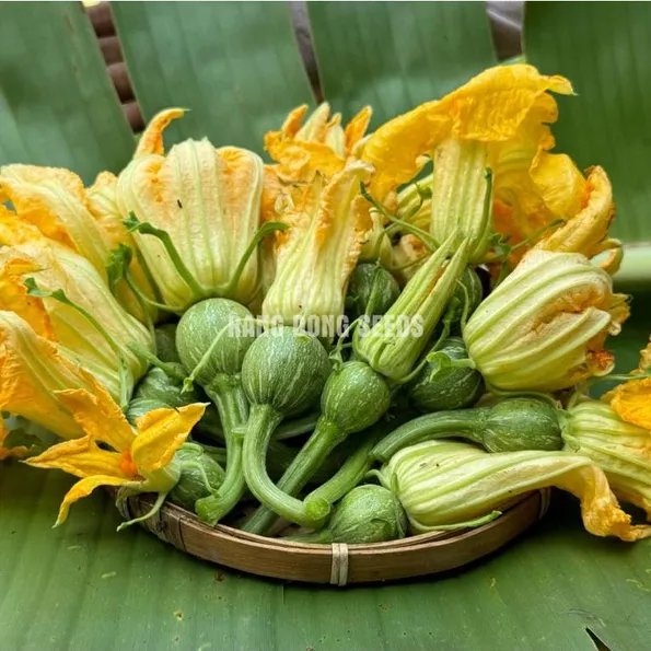 Product image - B16 - Hạt giống Bí Nụ Tròn F1 (Bí Ngô Bao Tử Siêu Nụ)