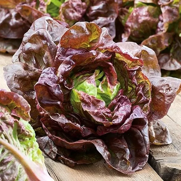 Product image - A35 - Hạt giống Xà Lách Búp Đỏ F1