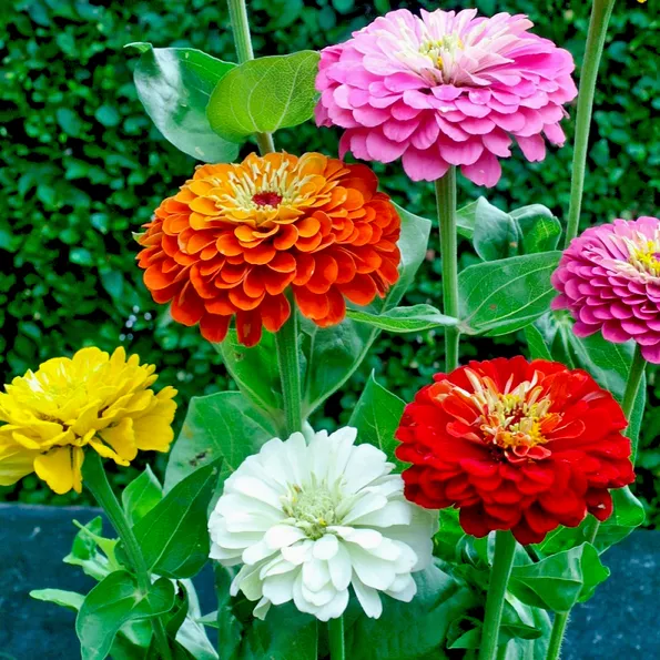 Product image - H09 - Hạt giống hoa Cúc Lá Nhám nhiều màu