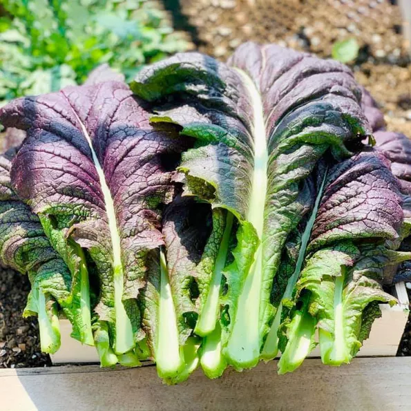 Product image - A21 - Hạt giống Cải Mù Tạt Tím F1