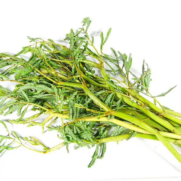 Product image - A42 - Hạt giống Rau Rút F1 - Rau Nhút F1