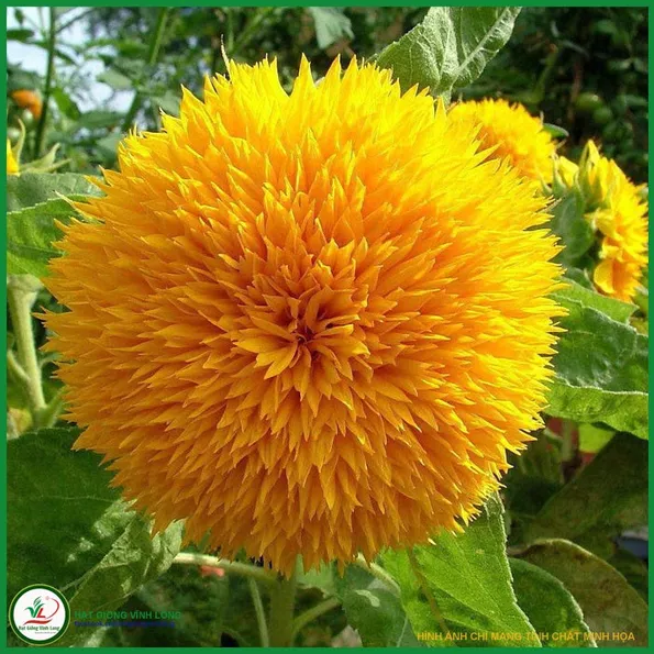 Product image - H12 - Hạt giống hoa Hướng Dương Cánh Kép F1 (Gấu Bông)