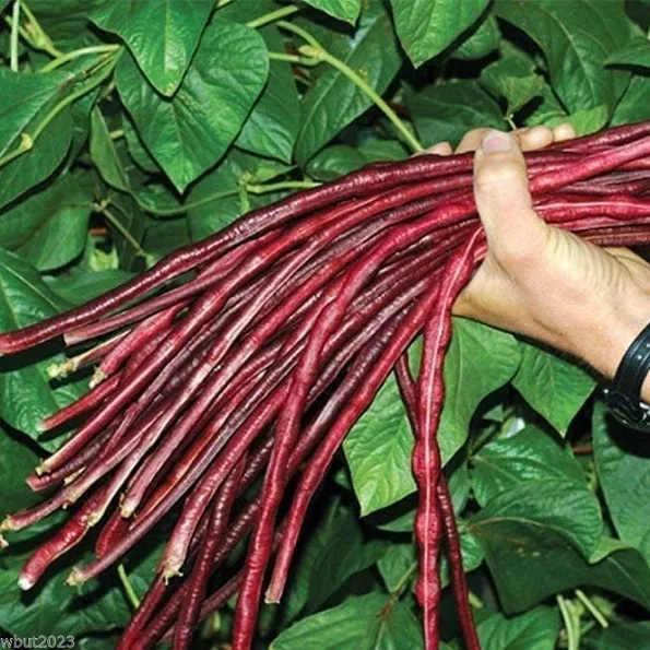 Product image - B60 - Hạt giống Đậu ĐũaTím - Đỗ Rẻ Áo Tím