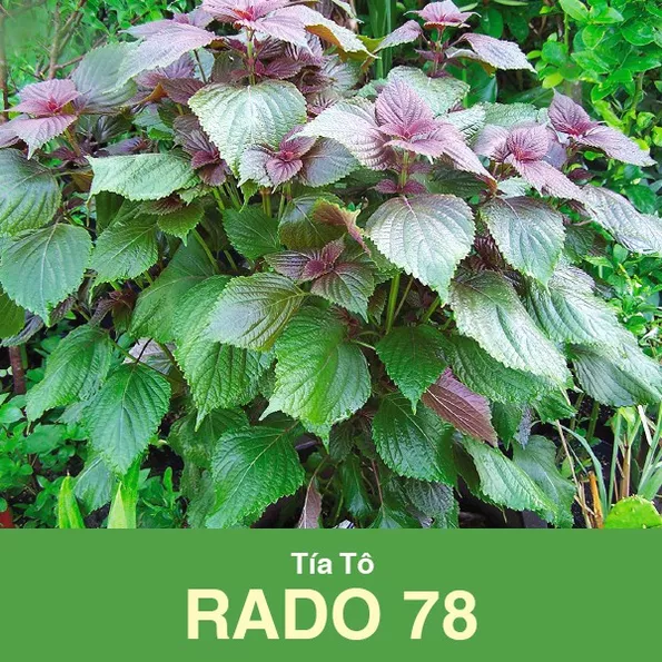 Product image - E10 - Hạt giống Tía Tô F1