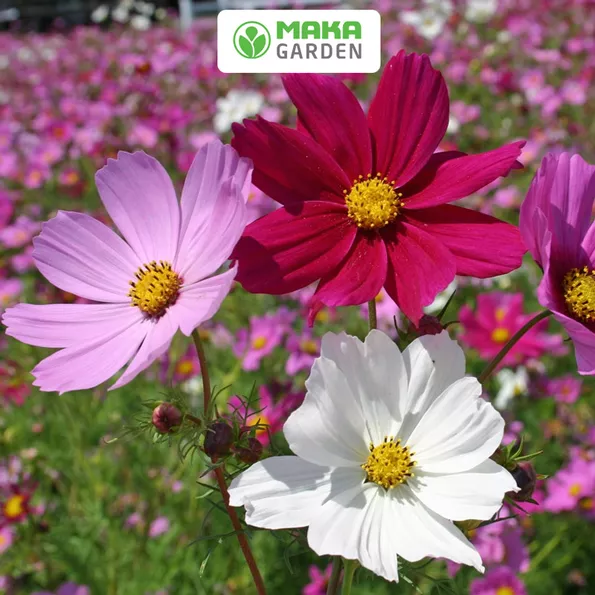 Product image - H22 - Hạt giống hoa Sao Nhái F1 (Mix Nhiều Màu)