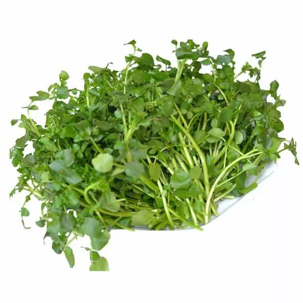 Product image - A25 - Hạt giống Cải Xoong F1 (Xà Lách Xoong F1)