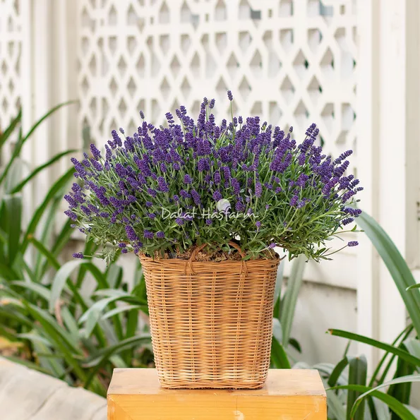 Product image - H05 - Hạt giống Hoa Oải Hương Lavender