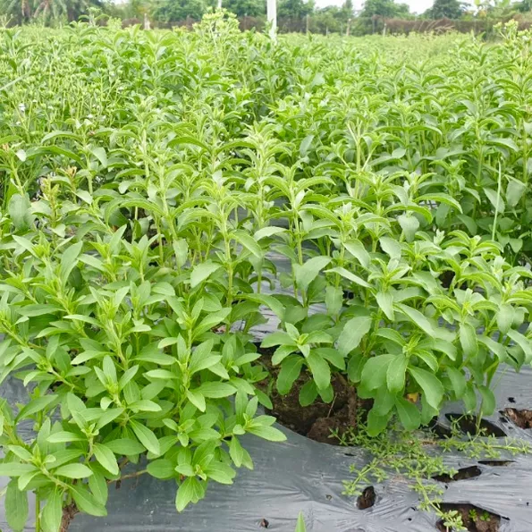 Product image - G11 - Hạt giống Cỏ Ngọt F1